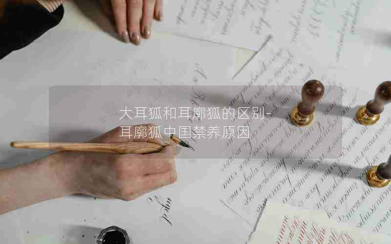 大耳狐和耳廓狐的区别-耳廓狐中国禁养原因