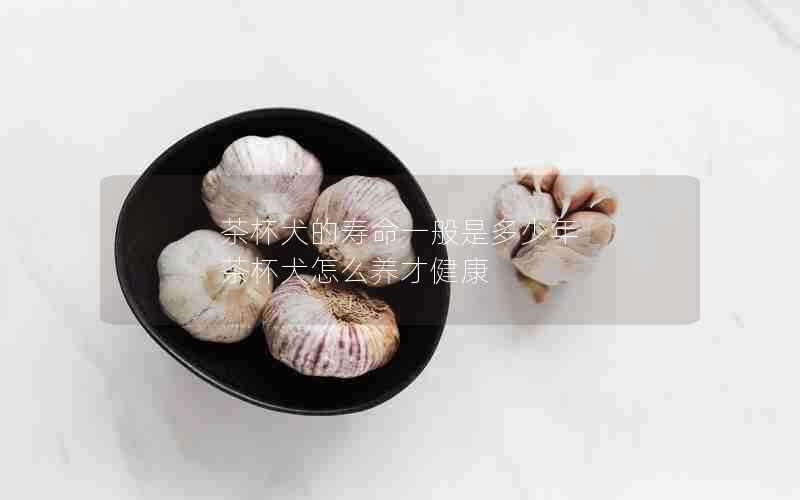 茶杯犬的寿命一般是多少年 茶杯犬怎么养才健康