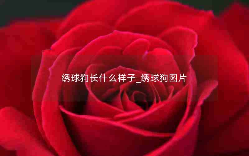 绣球狗长什么样子_绣球狗图片