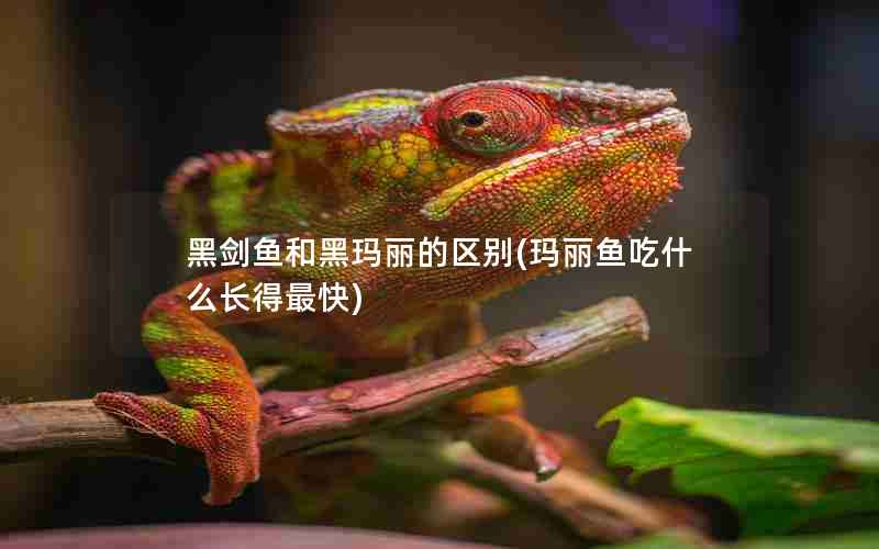黑剑鱼和黑玛丽的区别(玛丽鱼吃什么长得最快)