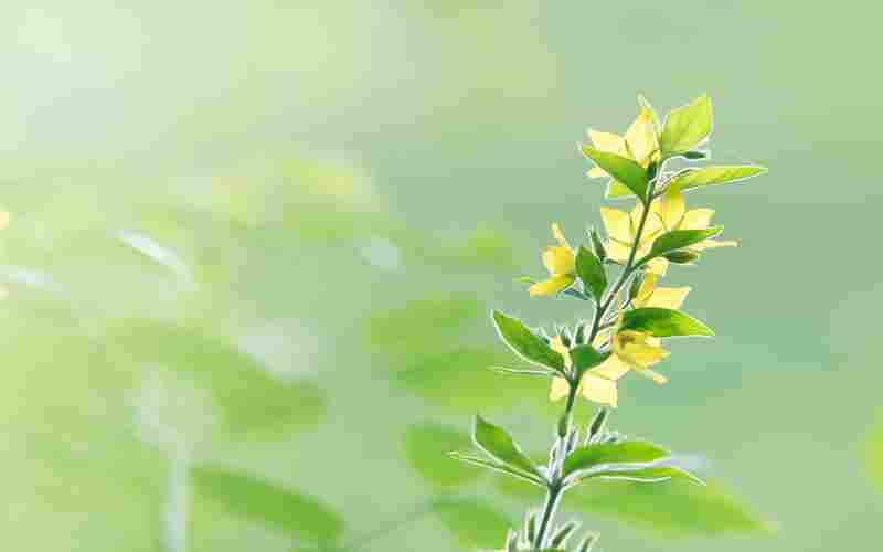 苹果6如何在低电量时关机