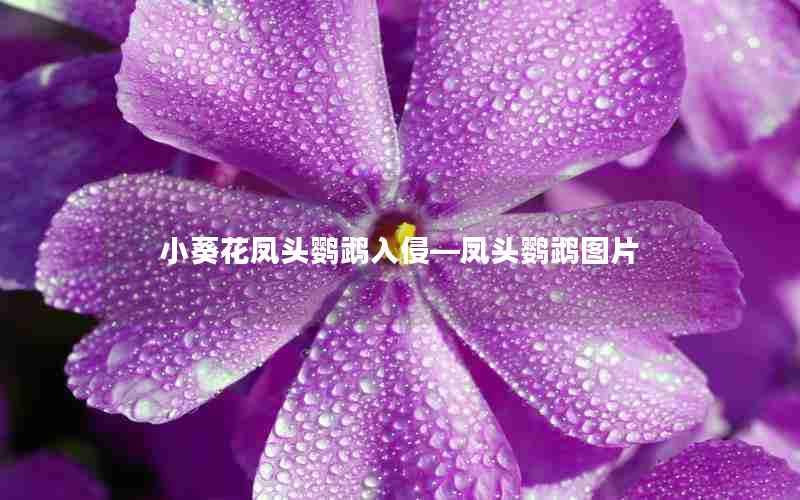 小葵花凤头鹦鹉入侵—凤头鹦鹉图片