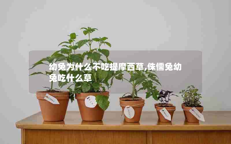 幼兔为什么不吃提摩西草,侏儒兔幼兔吃什么草