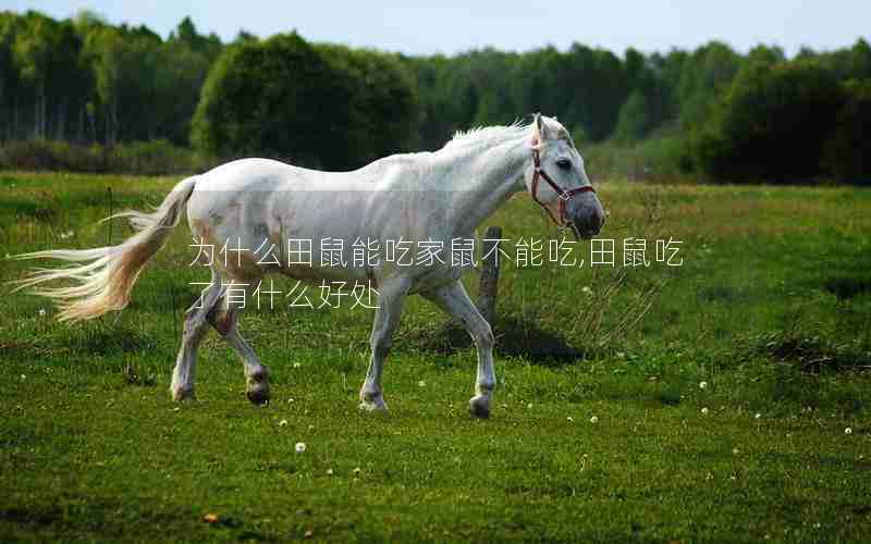为什么田鼠能吃家鼠不能吃,田鼠吃了有什么好处