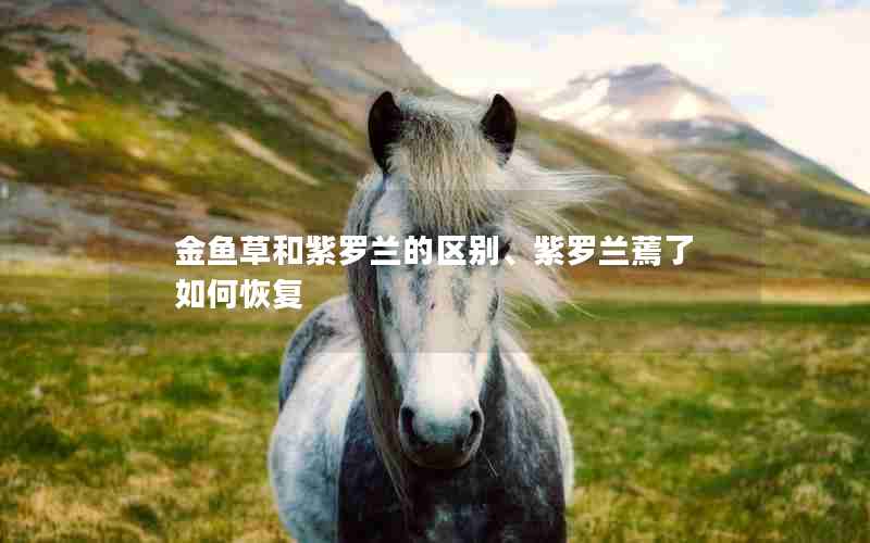 金鱼草和紫罗兰的区别、紫罗兰蔫了如何恢复