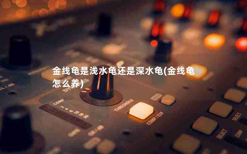 金线龟是浅水龟还是深水龟(金线龟怎么养)