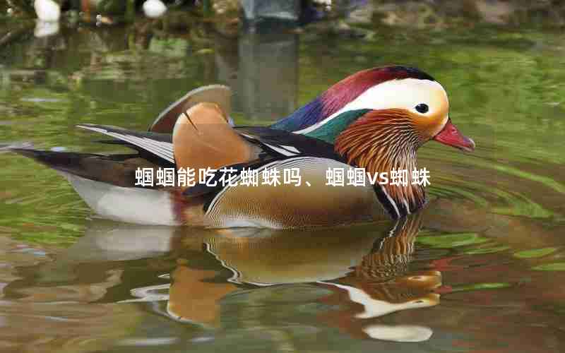 蝈蝈能吃花蜘蛛吗、蝈蝈vs蜘蛛