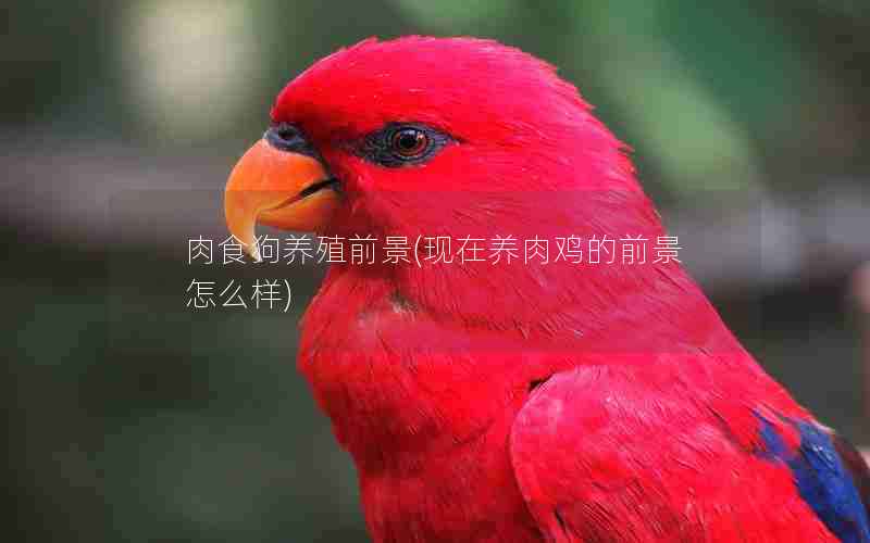 肉食狗养殖前景(现在养肉鸡的前景怎么样)