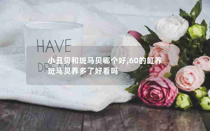 小丑贝和斑马贝哪个好,60的缸养斑马贝养多了好看吗