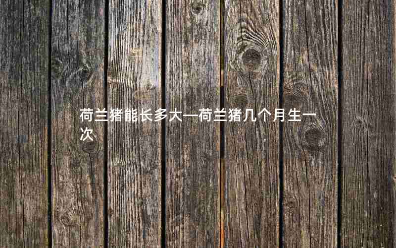 荷兰猪能长多大—荷兰猪几个月生一次