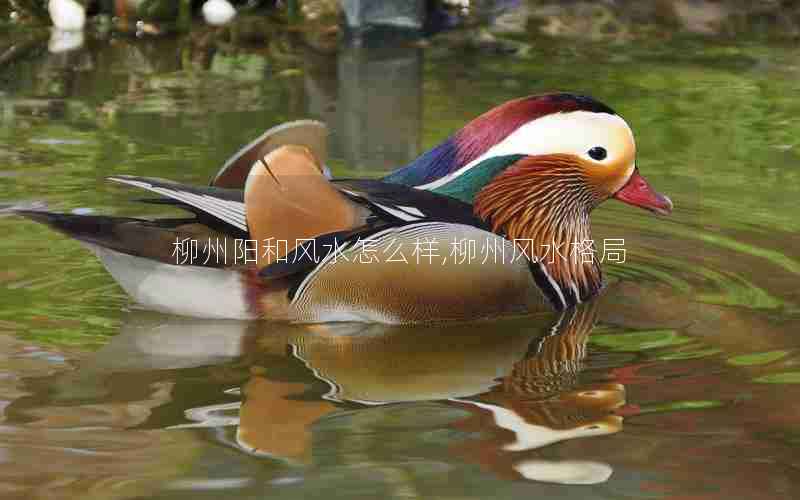 柳州阳和风水怎么样,柳州风水格局